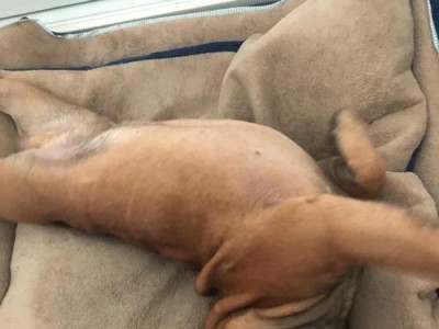 幼犬法斗的合理喂养方法（关注营养均衡和健康发育，培养良好饮食习惯）