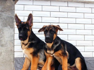 如何训练德国牧羊犬幼犬成为听话的好狗（从基础训练到高级训练，逐步培养你的宠物）