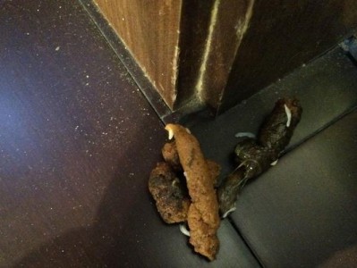 狗狗未服用驱虫药为何会有蠕虫排出（原因分析及预防措施）