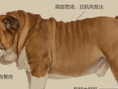 英国斗犬饮食需知（健康饮食对英国斗犬至关重要）
