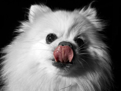 狗狗为什么会一直舔鼻子？（探究狗狗舔鼻子行为的原因与意义）