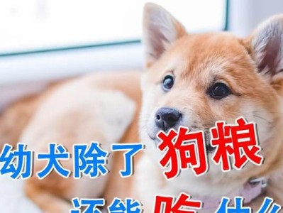 四个月的幼犬饮食指南（从婴幼儿奶粉到幼犬专用配方粮，）