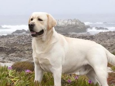 饲养拉布拉多犬的6大必修之路（培养健康快乐的拉布拉多犬，你完成了几件？）