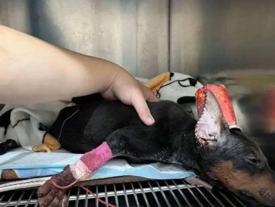 杜宾犬的正常体温和脉搏是多少？（宠物养护知识，犬体健康有保障）