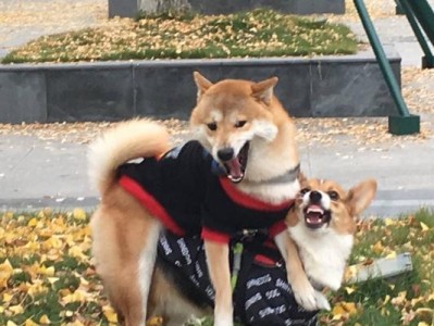 柴犬与柯基（从性格、训练难度、体型等多个角度分析）
