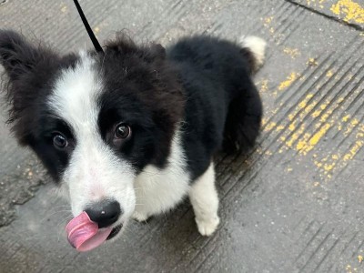 如何养好一只边境牧羊犬（以6个方面教你成为边境牧羊犬的理想主人）