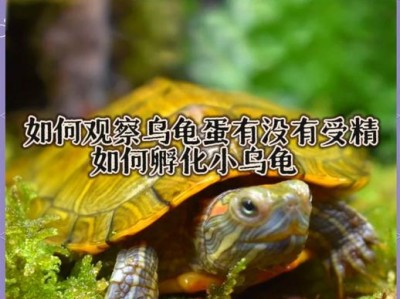 以草龟蛋孵化为主题的文章（草龟蛋的孵化过程及关键要素）