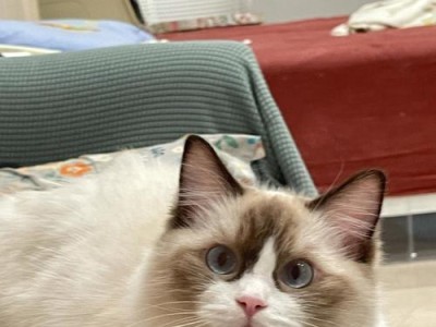 小猫飞行乐园（以小猫做飞机的梦想启航）