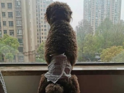 泰迪疯狂的一面（探索泰迪疯狂行为的原因和心理机制）