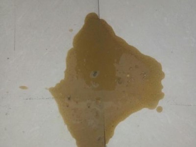 狗狗出现拉吐症状可能患有何种疾病？（探讨狗狗拉吐的原因及治疗方法）