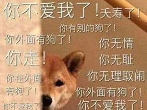 带狗狗出去玩注意事项（让狗狗尽情玩耍的15个小贴士）