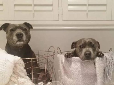 如何养护健康的奥达猎犬（全面解析奥达猎犬的饲养细节）