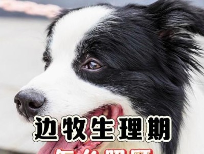 边境牧羊犬的晚年生活及照顾方法（关爱老年边境牧羊犬，让它们晚年幸福安逸）
