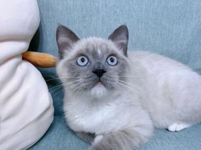 重点色短毛猫的饲养方法（以宠物为主，让猫咪健康快乐成长）