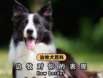 边牧水滴纹（以边牧水滴纹为窗口，探索自然界的精彩多样性）