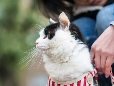 如何养猫不让它跑走？（宠物猫的日常护理和环境管理）