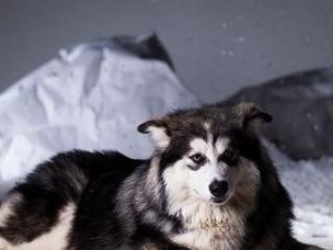 如何治疗患有湿疹的阿拉斯加犬？（宠物湿疹的常见原因与治疗方法）