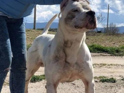 规范杜高犬兴奋行为的方法（以宠物为主，打造和谐家庭）