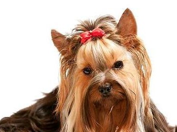 约克夏犬饲养指南（打造快乐健康的小伙伴）