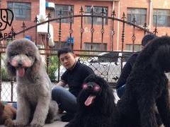 为什么养巨型贵宾犬的人不多？（巨型贵宾犬养殖的难点和饲养成本分析）