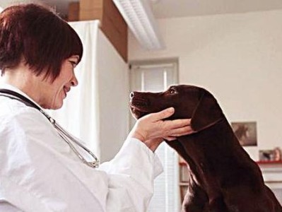 爱犬患上糖尿病，铲屎官的护理指南（关注爱犬的饮食、运动和血糖控制，提供综合护理）