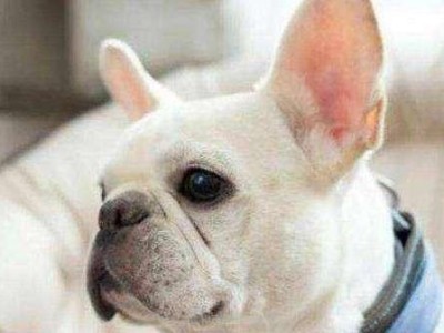 法国斗牛犬不立耳，怎么办？（解决法国斗牛犬不立耳问题的实用方法与技巧）