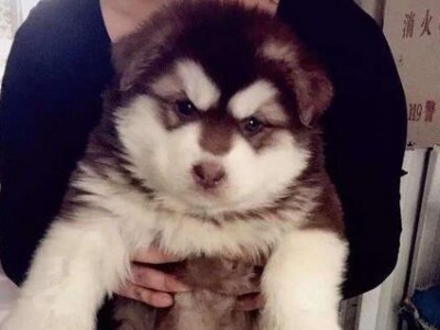 如何选择健康的阿拉斯加幼犬？（挑选注意事项及关键点）