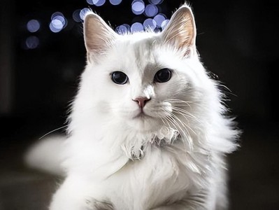 土耳其安哥拉猫的饲养方法（养猫必备，从娃娃抓起）