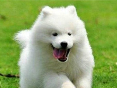 如何养好萌宠萨摩耶犬（详细指南）