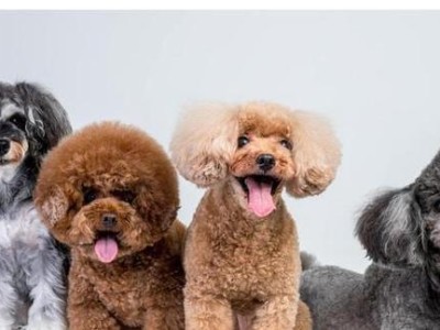 金毛犬的价格影响因素及市场趋势（了解金毛犬价格的关键因素与市场变动，为合适的选择提供指南）