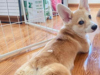 柯基下崽后的饮食需求（科学合理的饲养方案助你培养健康的柯基宝宝）