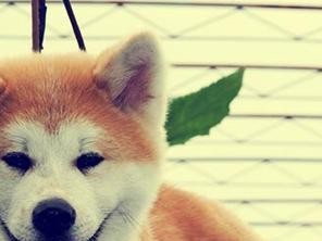 秋田犬产后不吃食物应对方法（让爱宠回到健康美好生活的5步秘籍）