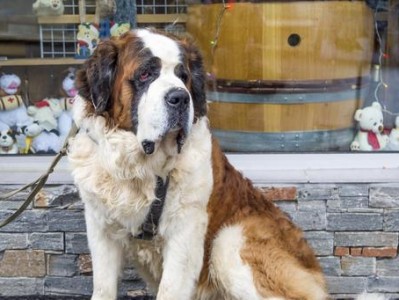 圣伯纳犬的饲养全攻略（了解宠物的需求与爱护，让圣伯纳犬健康成长）