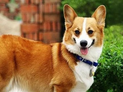 狗狗佝偻病治疗方法全解析（掌握治疗技巧，拯救佝偻病宠物的生命）