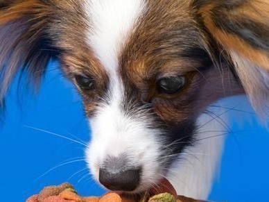 如何让爱吠叫的狗狗安静下来？（15个有效方法，让你的爱犬不再吠叫）