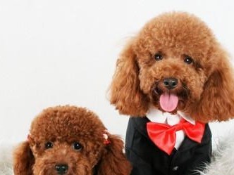 如何训练泰迪犬成为忠实听话的宠物（泰迪犬训练的必要性和准备工作）