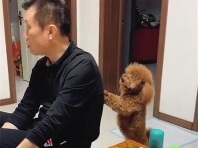 泰迪狗为何喜欢挠痒？（探索泰迪狗挠痒的原因及行为习惯）