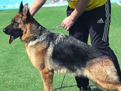 如何选择适合自己的德国牧羊犬（以宠物为主，了解你的新伙伴）