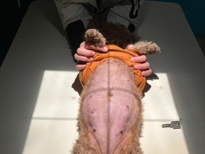 如何判断狗狗是否怀孕及孕期照顾方法（了解狗狗怀孕的迹象和注意事项，帮助它度过健康的孕期）