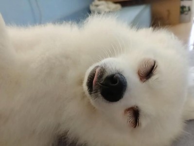 如何让你的博美睡个暖心的好觉（宠物也需要温暖，给博美最贴心的呵护）