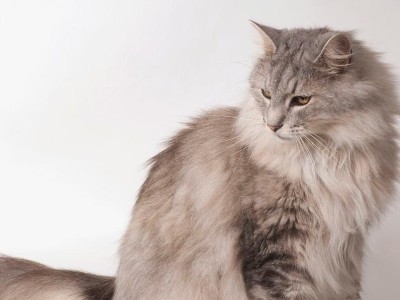 挪威森林猫的饲养全攻略（了解这些，让你的挪威森林猫活得更健康快乐）