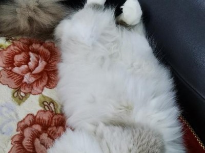 布偶猫遗传病（布偶猫遗传病的种类及预防方法）