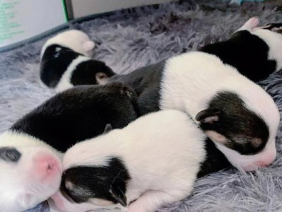如何照顾刚到家的柯基幼犬？（分享经验，让宝贝健康成长！）