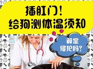 如何为狗狗测量体温？（多种方法介绍）