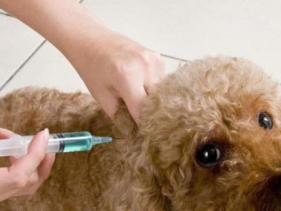 正确打狗疫苗，保护宠物健康（掌握适当时间，让爱宠远离疾病）