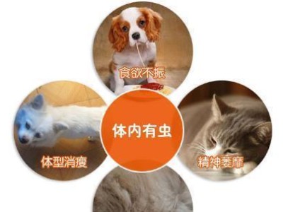 揭秘狗狗生理期（耐心护理，关爱宠物的身心健康）