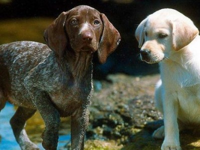 德国刚毛指示犬的饲养方法（养犬的注意事项和训练技巧）