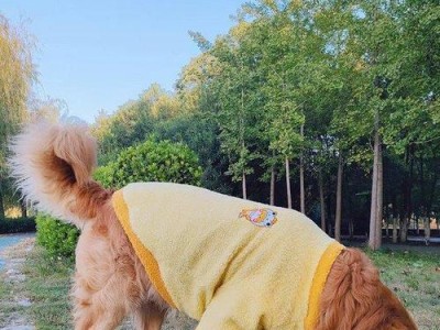 如何让宠物狗狗温暖过冬？（冬季犬类保暖小技巧，让爱宠暖心过冬。）