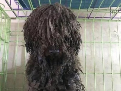 泰迪狗喜欢拉水的原因（探索泰迪狗对水的独特喜好及其心理原因）
