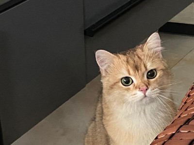 五个月的猫应该吃什么？（探索适合五个月大猫咪的饮食需求和健康选择）
